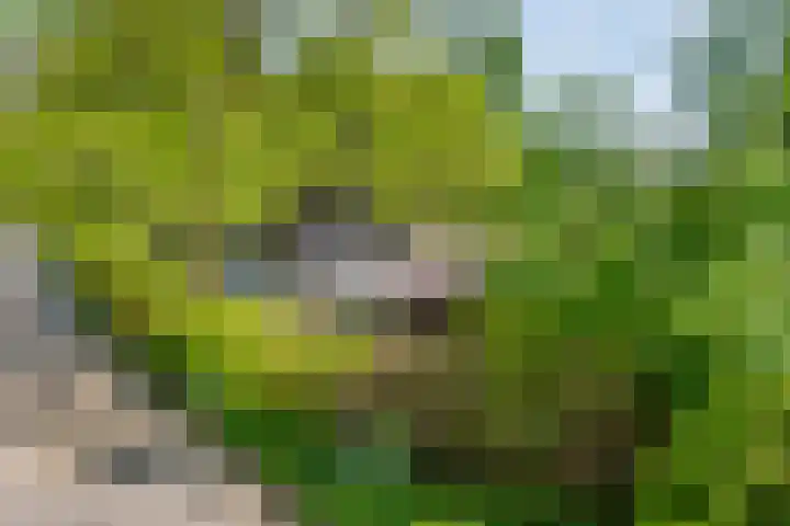 Molensteeg 2 IJzendoorn thumbnail 22