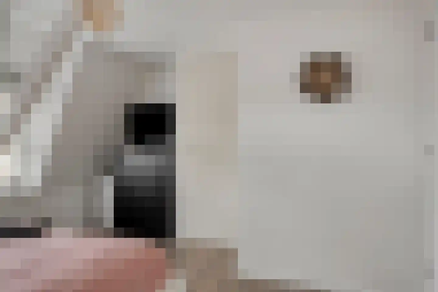 Molensteeg 30 Dongen thumbnail 28