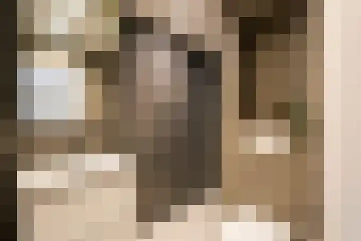 Molenstraat 11 Monster thumbnail 5