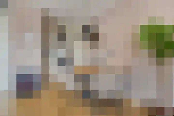 Molenstraat 115 Emmen thumbnail 7