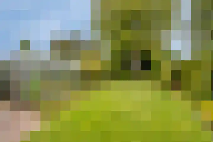 Molenstraat 13 Someren thumbnail 38