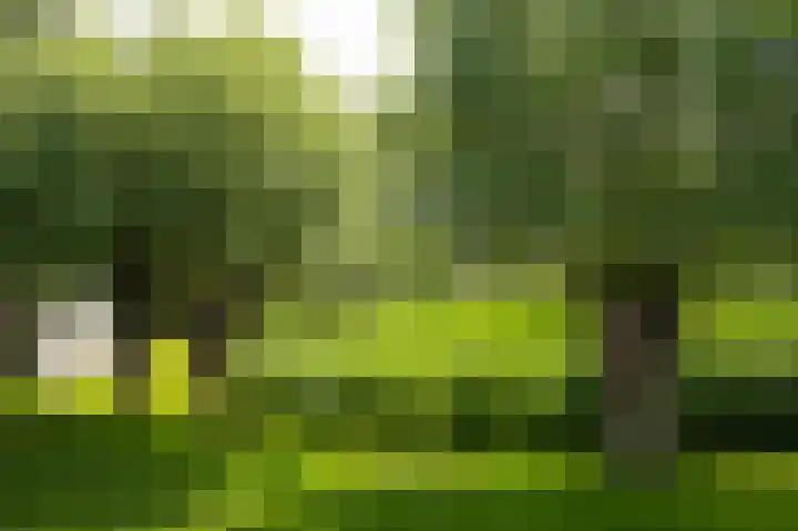 Molenstraat 15 Bruchem thumbnail 57
