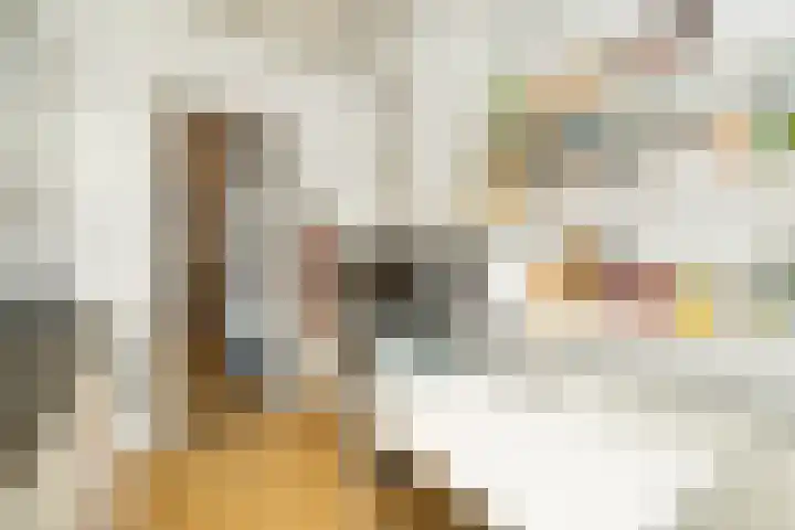 Molenstraat 15 's-Hertogenbosch thumbnail 14