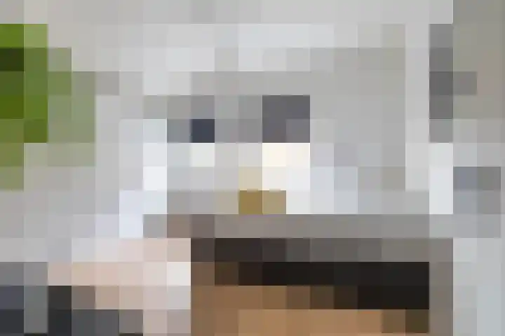 Molenstraat 2 Gasselte thumbnail 43