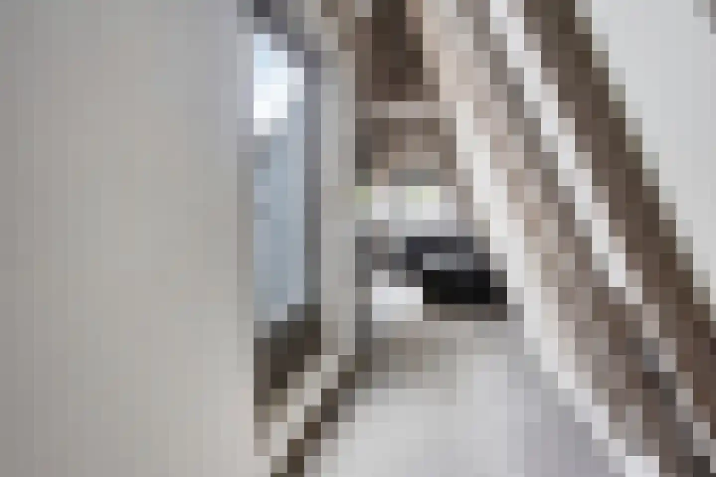 Molenstraat 31 's-Hertogenbosch thumbnail 23