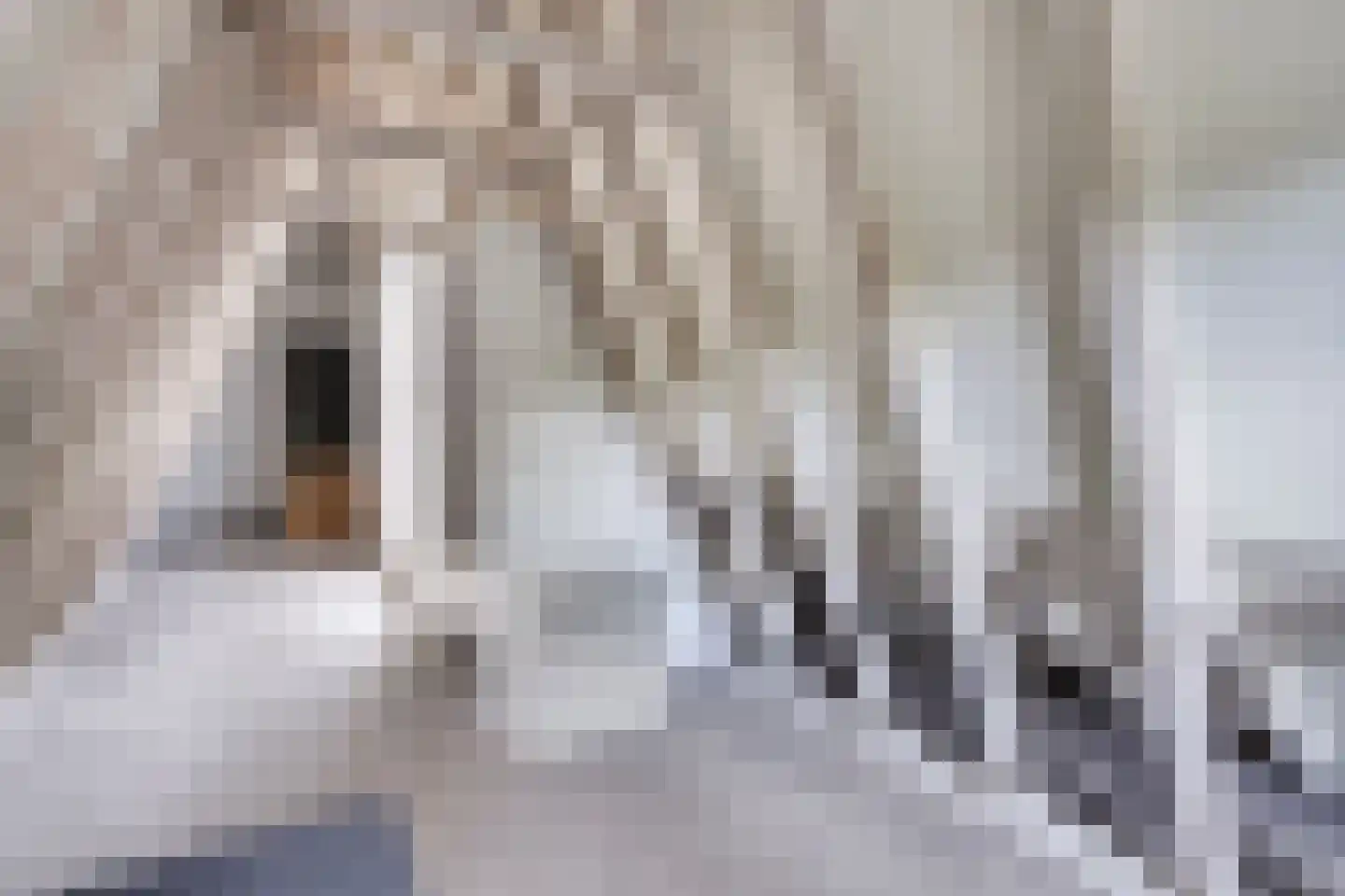 Molenstraat 31 's-Hertogenbosch thumbnail 25