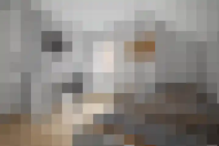 Molenstraat 34 Westdorpe thumbnail 30