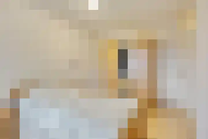 Molenstraat 36 Axel thumbnail 8