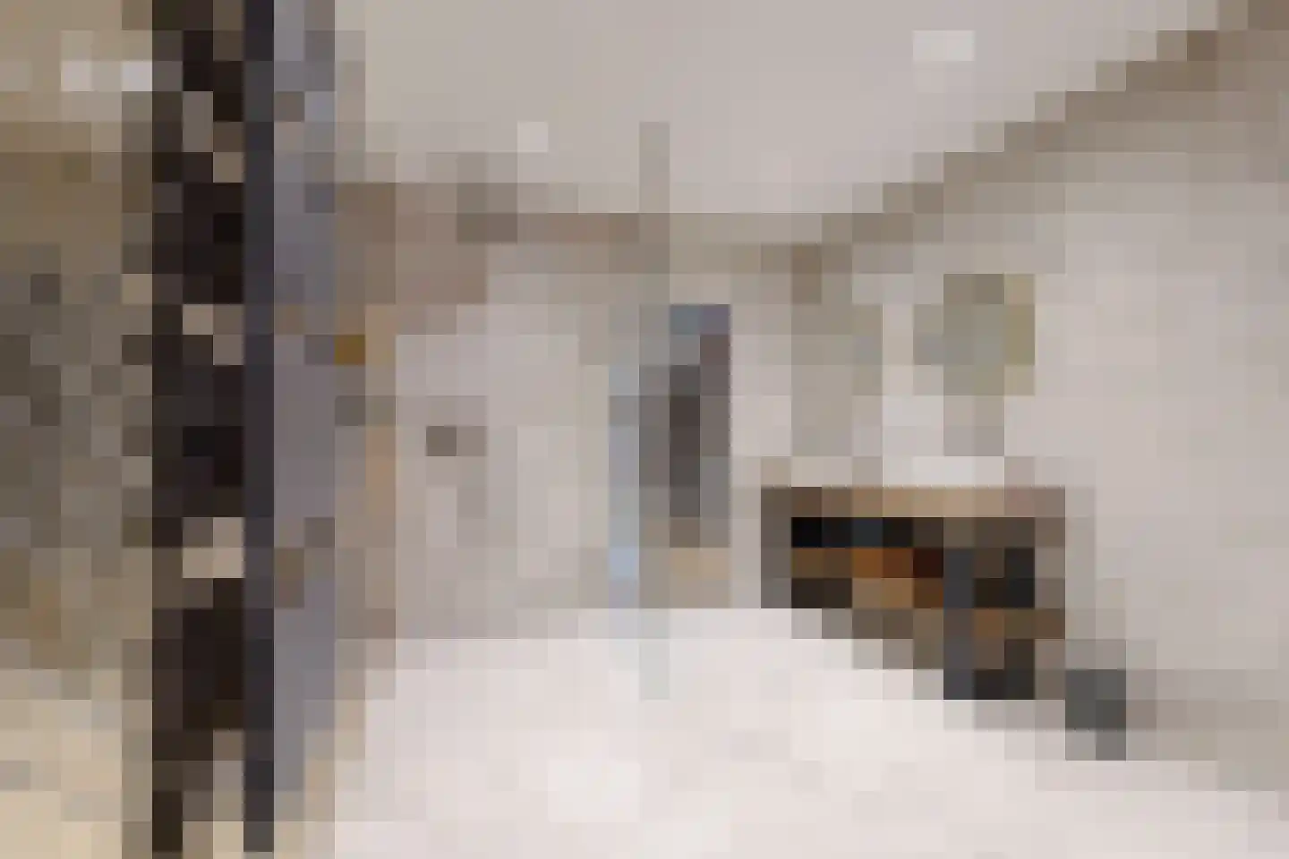 Molenstraat 42 Zevenbergen thumbnail 53
