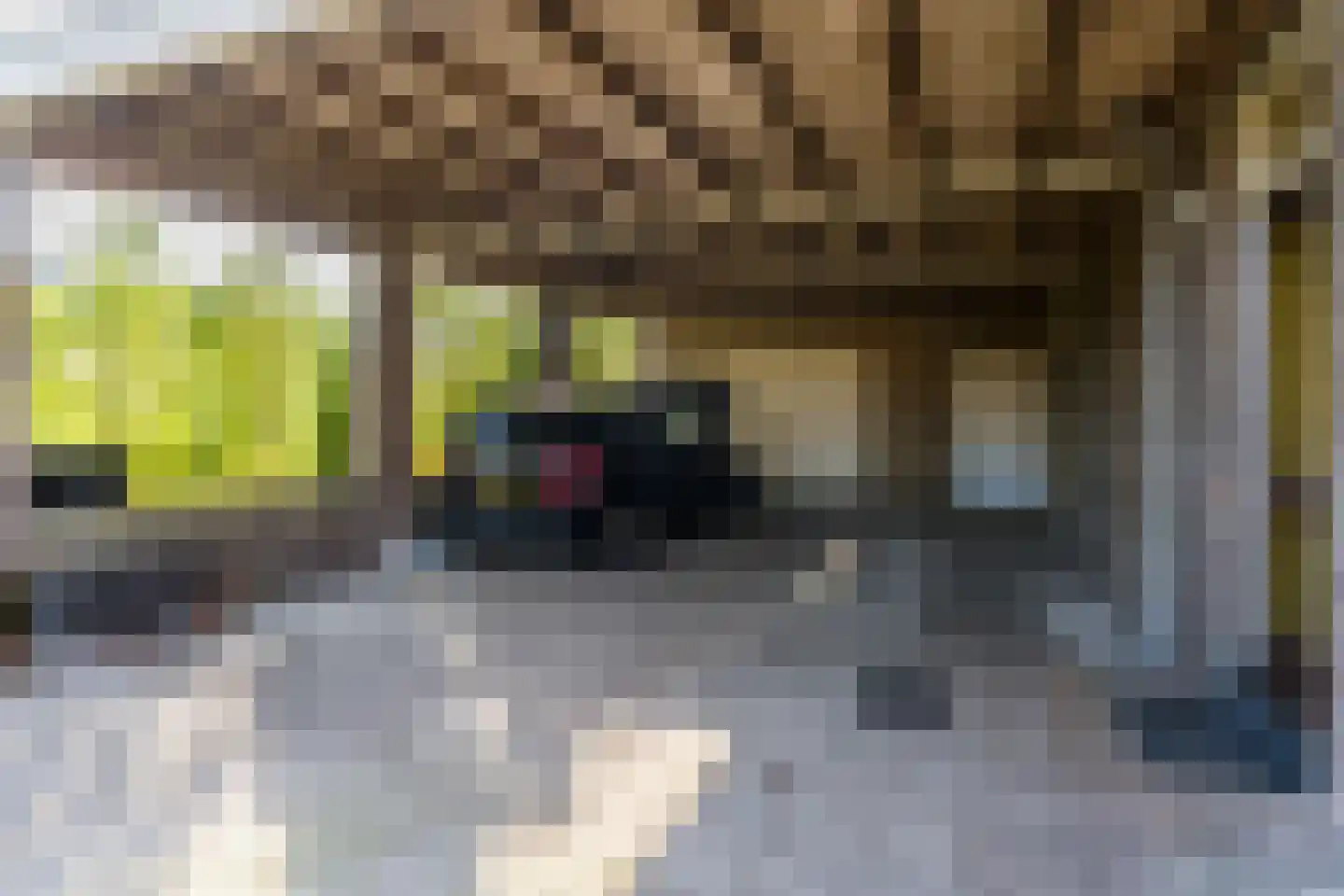 Molenstraat 53 Zeeland thumbnail 5