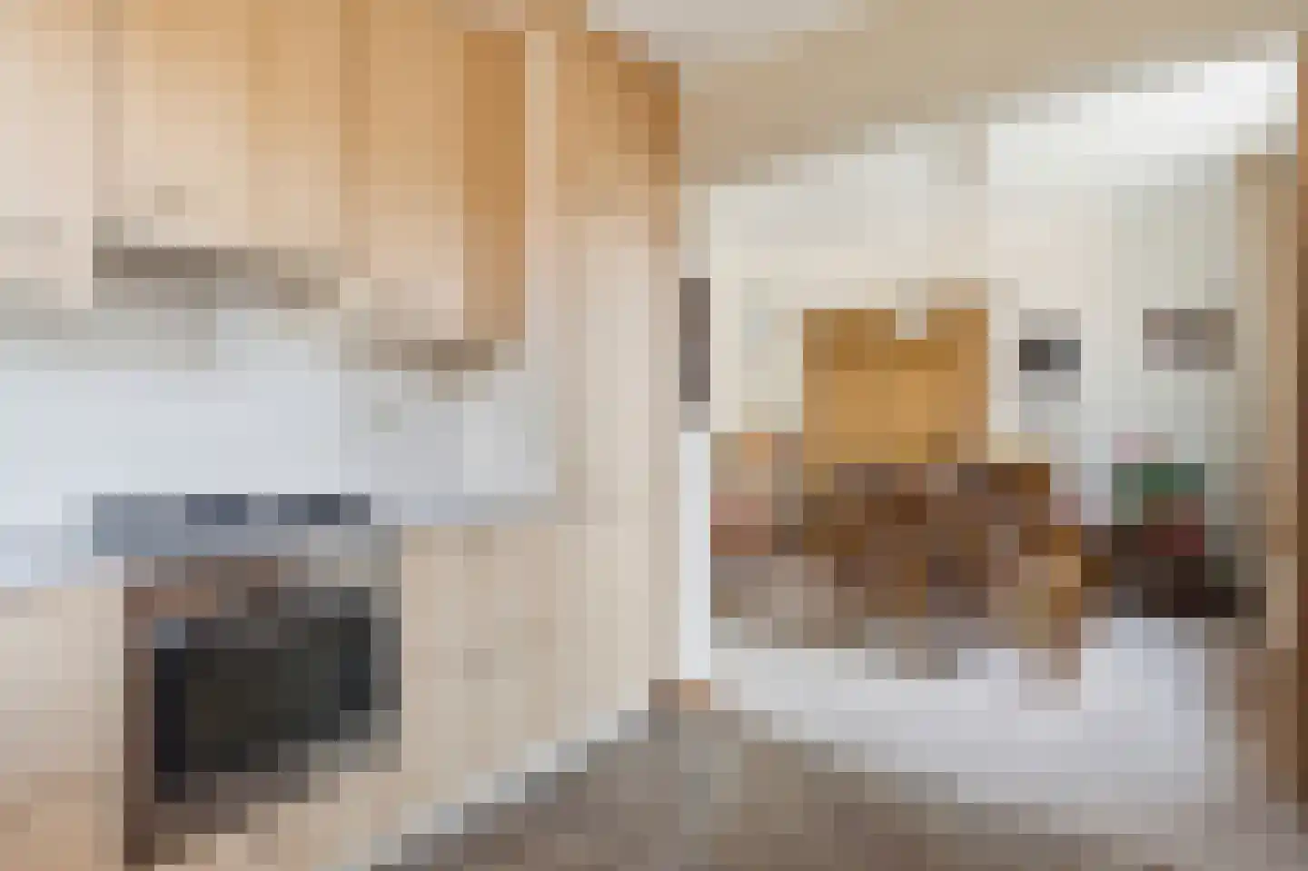 Molenstraat 59 Mill thumbnail 12