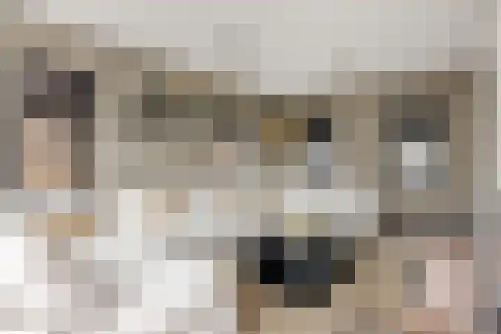 Molenstraat 6 Bruchem thumbnail 14