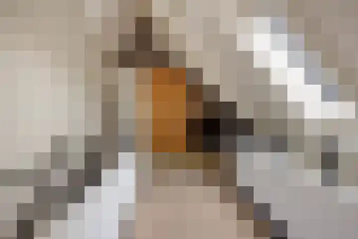 Molenstraat 6 Bruchem thumbnail 21