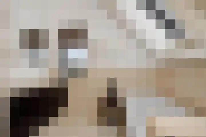 Molenstraat 6 Bruchem thumbnail 25