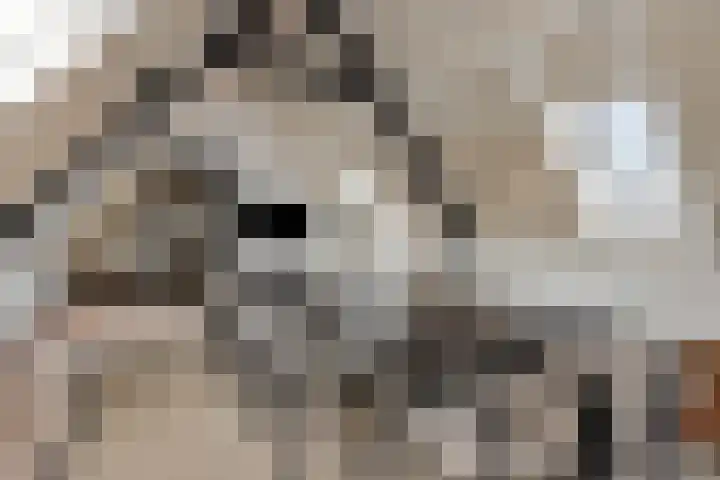 Molenstraat 6 Bruchem thumbnail 43
