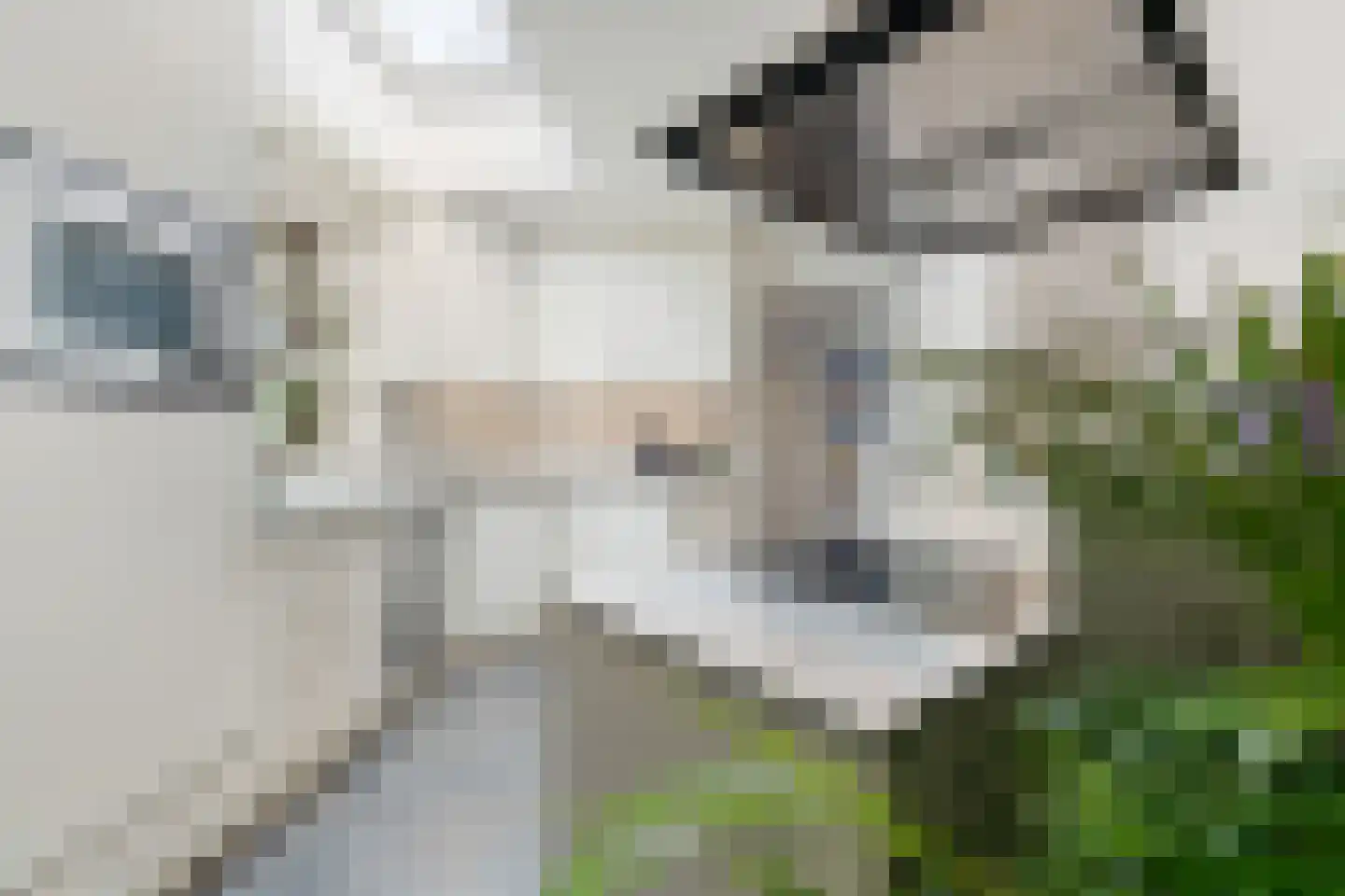 Molenstraat 63 Roosteren thumbnail 4