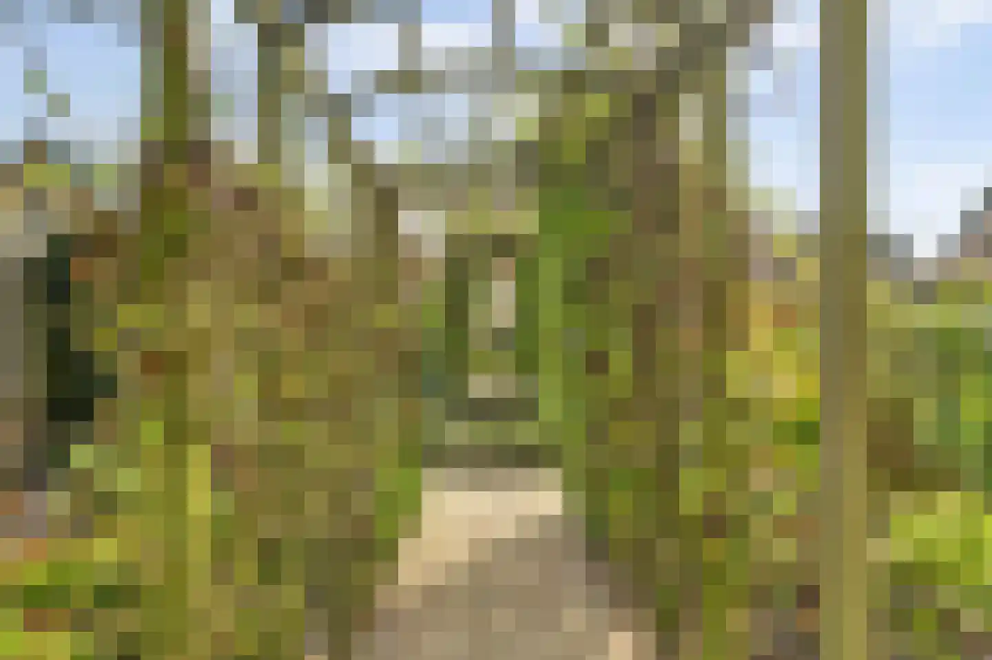 Molenstraat 68 Maasbree thumbnail 48