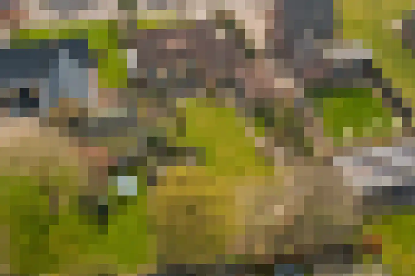 Molenstraat 68 Maasbree thumbnail 63