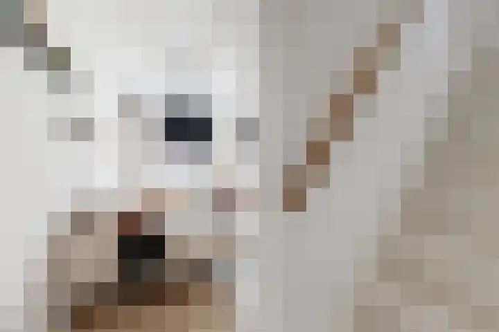 Molenstraat 75 Fijnaart thumbnail 17