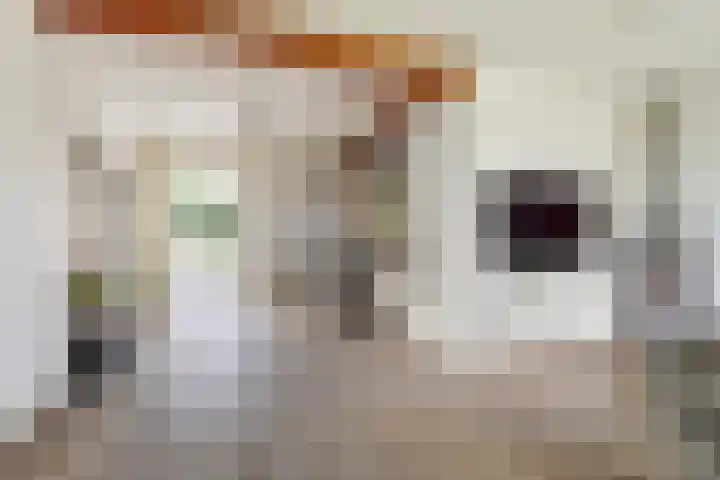 Molenstraat 75 Meijel thumbnail 12