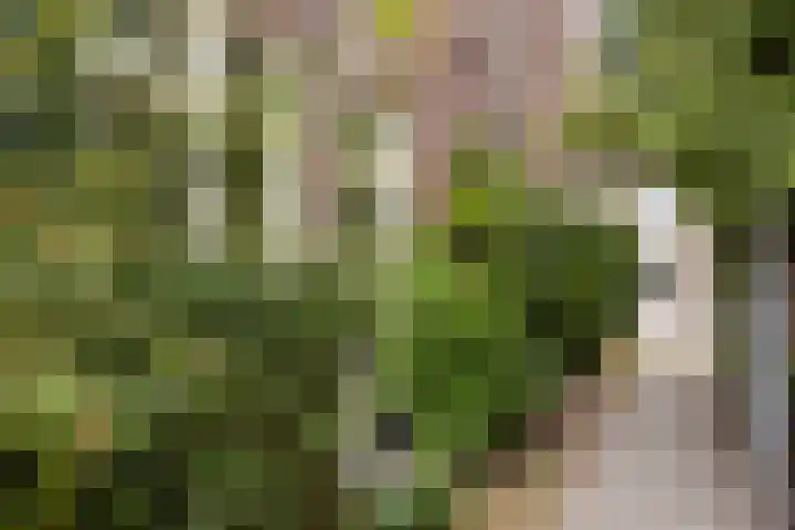 Molenstraat 79 Oss thumbnail 27