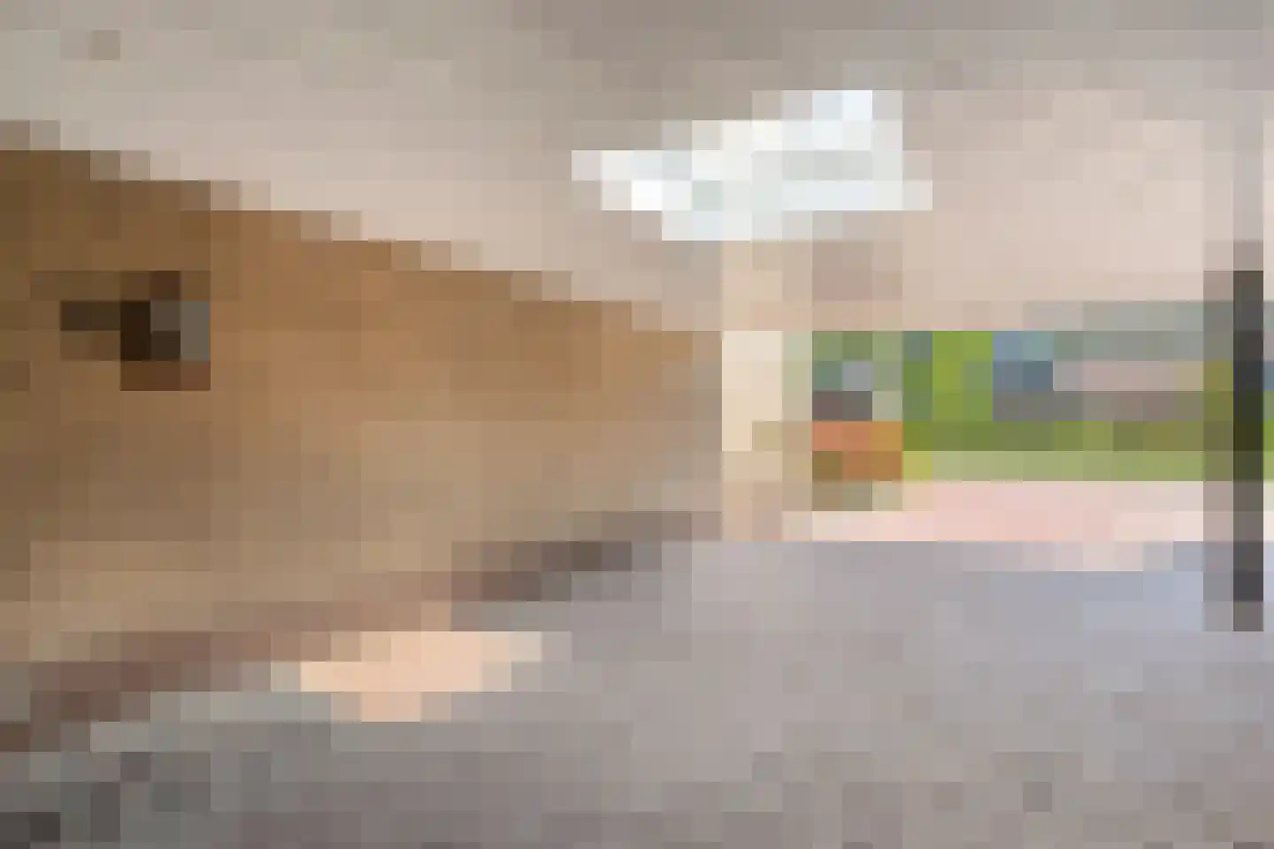 Molenstraat 79 Tubbergen thumbnail 4