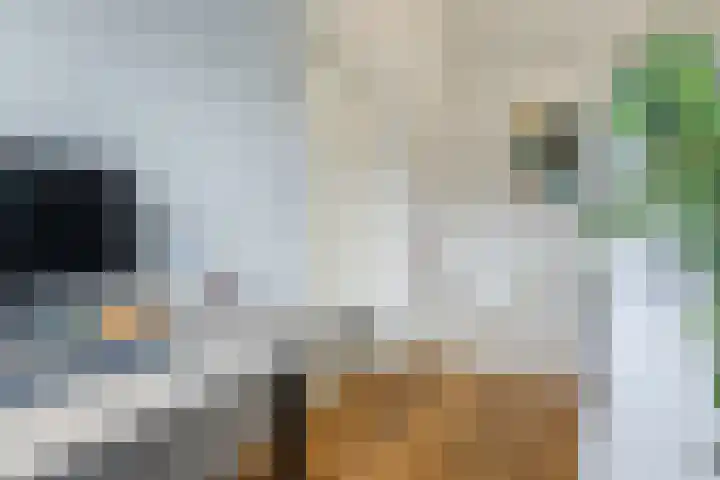 Molenvaartje 21 's Gravenmoer thumbnail 29