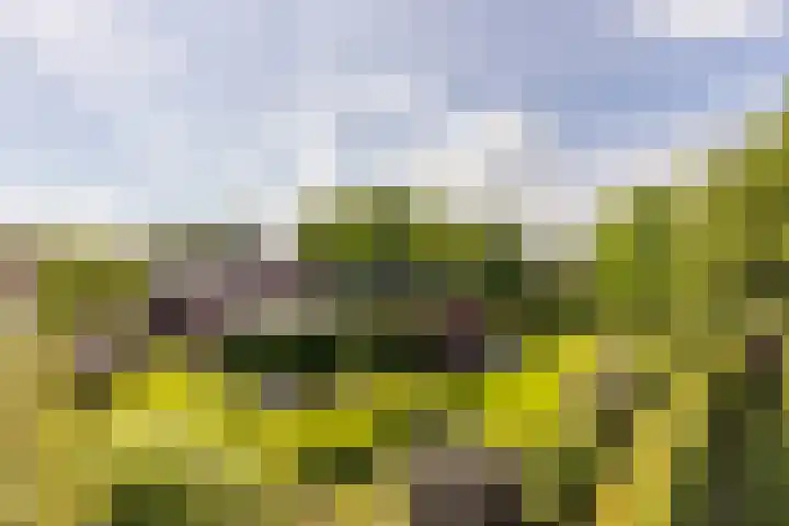 Molenweg 131 Rozenburg thumbnail 4