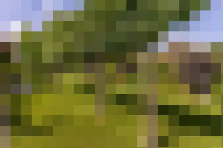Molenweg 131 Rozenburg thumbnail 52
