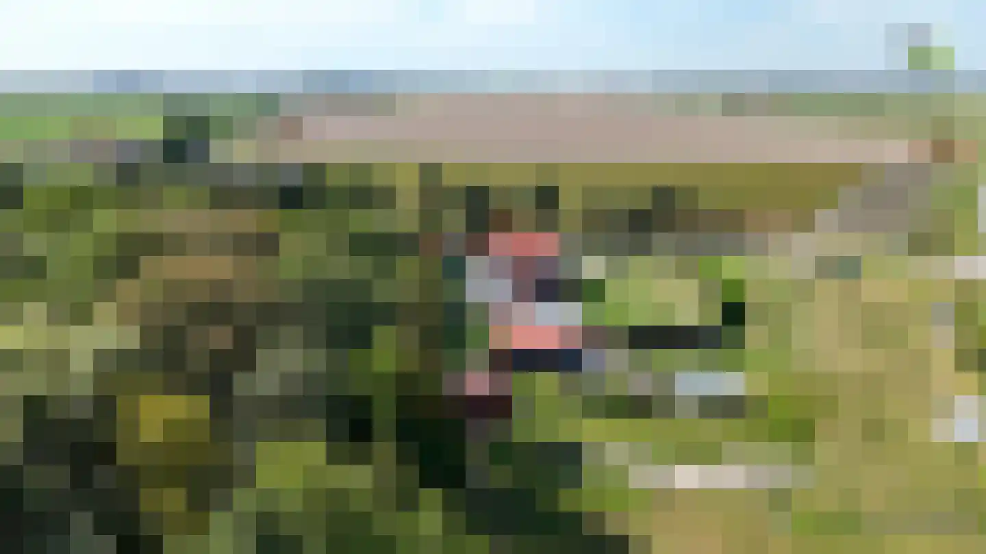Molenweg 14 Bruinisse thumbnail 43