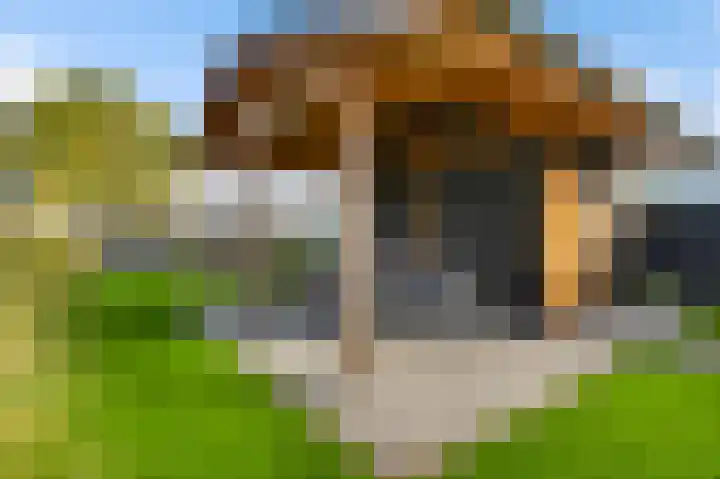 Molenweg 15 Buggenum thumbnail 39