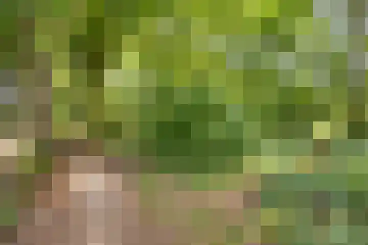 Molenweg 16 Klarenbeek thumbnail 31