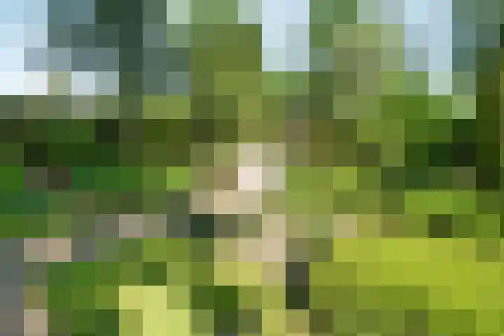 Molenweg 18 Abcoude thumbnail 37