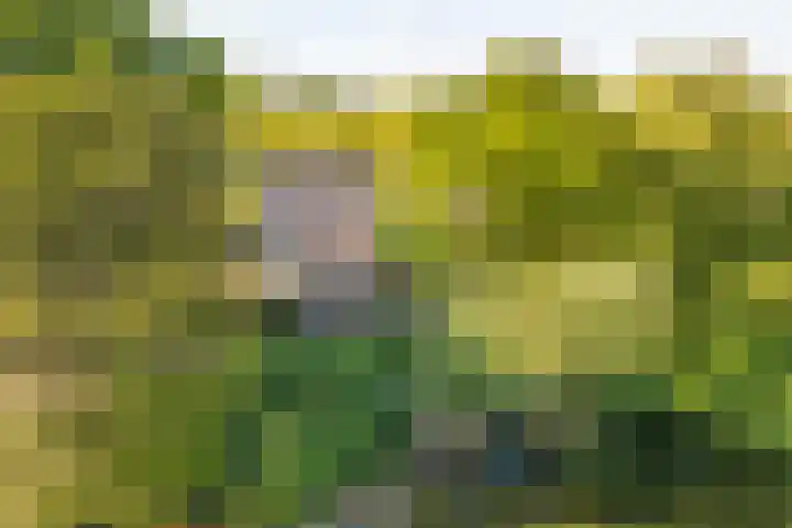 Molenweg 18 Abcoude thumbnail 4