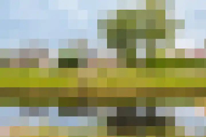 Molenweg 19 Oosterwolde thumbnail 9