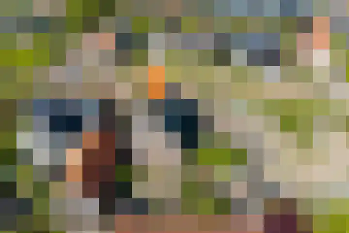 Molenweg 23 Scherpenisse thumbnail 4