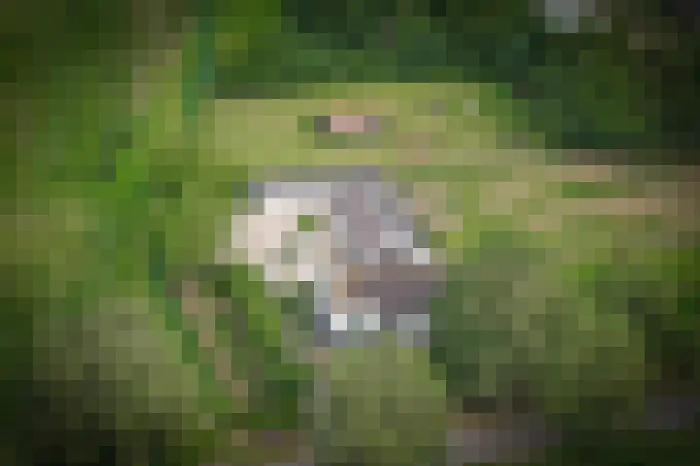 Molenweg 29 Horssen thumbnail 4