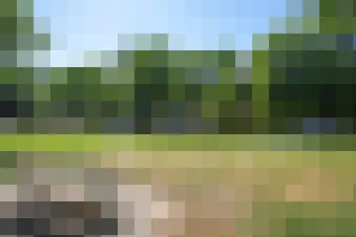 Molenweg 3 Dieren