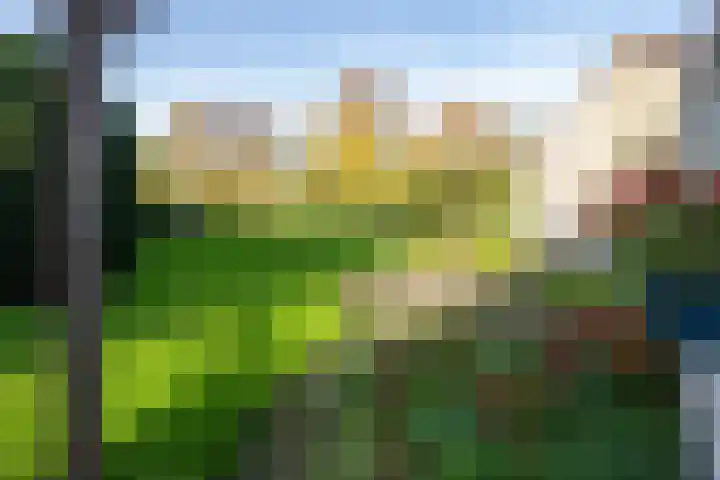 Molenweg 45 Bergharen thumbnail 60