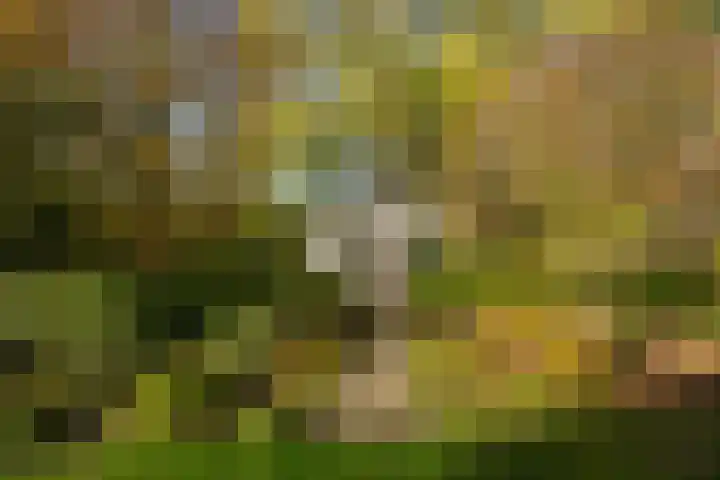 Molenweg 45 Bergharen thumbnail 72