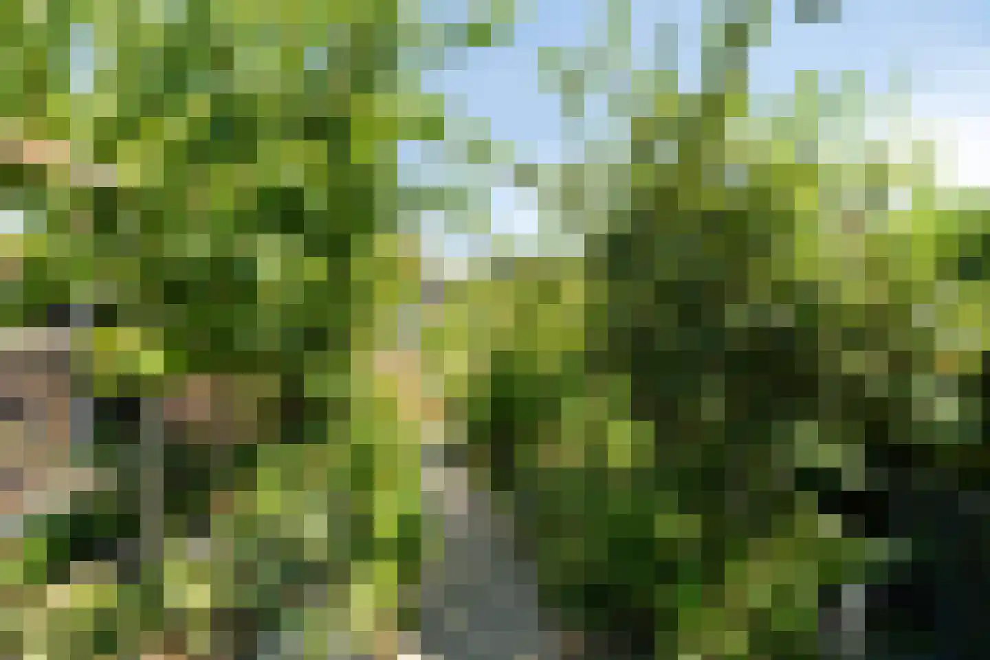 Molenweg 61 Kamperland thumbnail 30