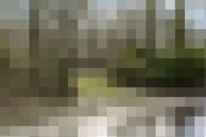 Molenweg 62 Bergharen thumbnail 85