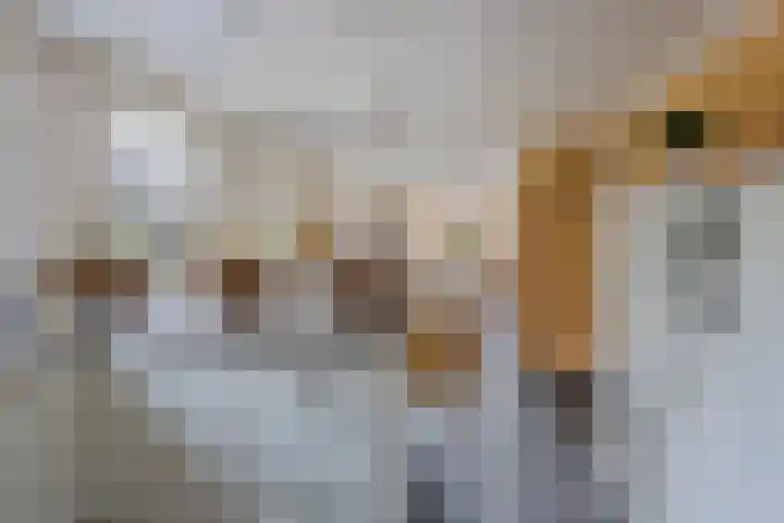 Molenweg 65 Berghem thumbnail 22