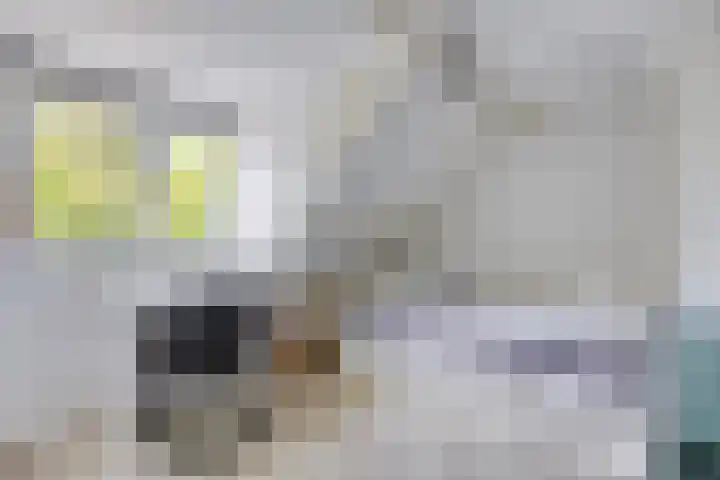 Molenweg 77 Wijdenes thumbnail 39