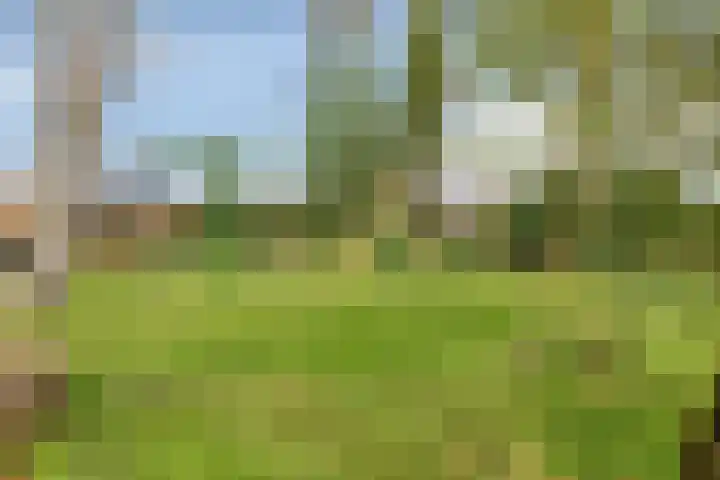 Molenweg 9 Dreischor thumbnail 49
