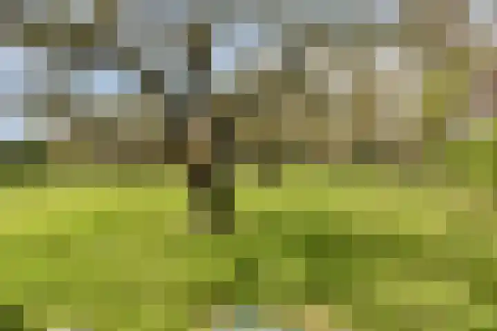 Molenweg 9 Dreischor thumbnail 61