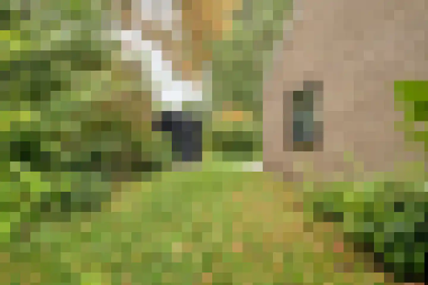 Molenweg "De Kreek" Konijnenberg 17 Bruinisse thumbnail 29