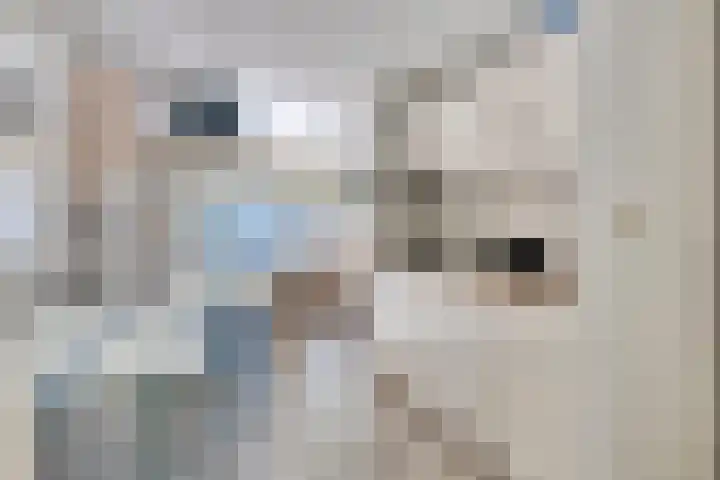 Molenweg "De Kreek" Vijverlaan 39 Bruinisse thumbnail 7