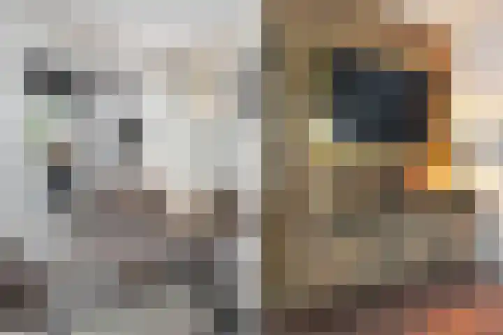 Molenwerf 57 Klazienaveen thumbnail 17