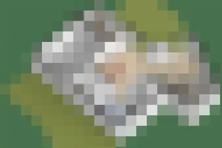 Molenwiek 34 Etten-Leur thumbnail 47